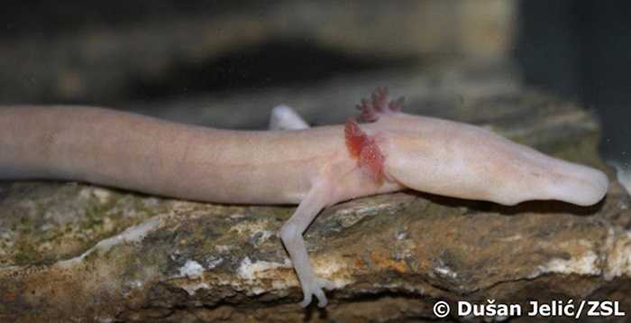 Manh giông (Olm) sống trong bóng tối nên mắt của chúng không thể phát triển. Bù lại, chúng lại có thính giác và khứu giác rất tuyệt vời.