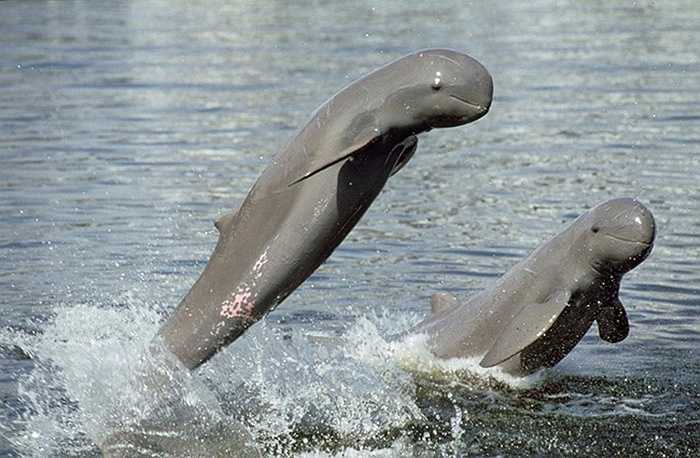Cá nược (Irrawaddy Dolphin) với chiếc mỏ ngắn, trán phồng nay chỉ lại khoảng 77 cá thể.