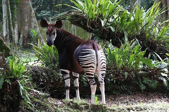 Hươu đùi vằn (Okapi) nay có thể tìm thấy ở Cộng hòa dân chủ Congo với số lượng khoảng 20.000 con.