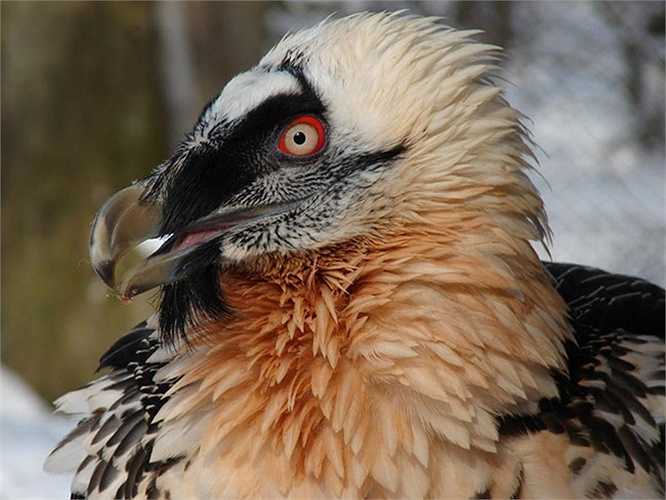 Kền kền râu (Bearded Vulture) nay chỉ còn khoảng 10.000 con tồn tại trên thế giới.