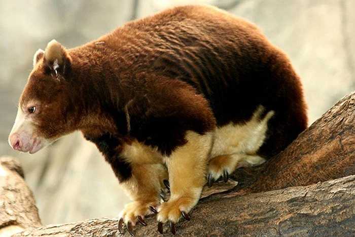 Chuột túi cây (Tree Kangaroo) nay chỉ còn lại khoảng 1% cư trú trên cây nằm trong các khu rừng nhiệt đới New Guinea và Queensland.