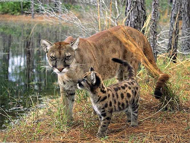 Báo sư tử Florida Panther) là một giống báo cực hiếm còn tồn tại ở miền Nam Florida.