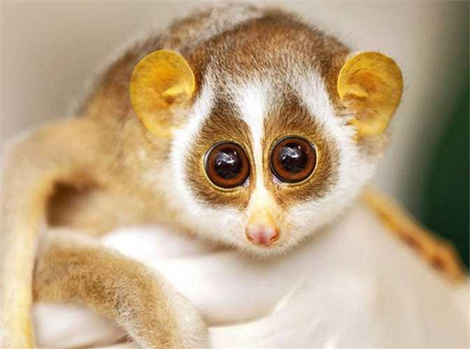Cu li Slender (Slender Loris) chỉ được bắt gặp 4 lần từ năm 1937. Giống cu li này được cho là đã tuyệt chủng vào năm 2002.