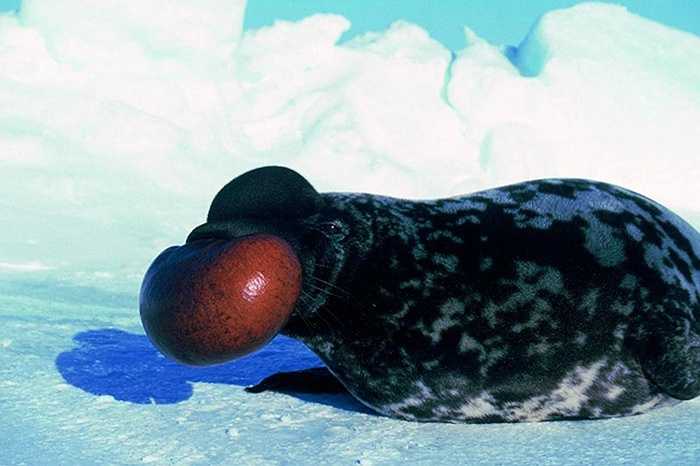 Hải cẩu đội mũ (Hooded Seal) chỉ sinh sống tại Bắc Đại Tây Dương. 