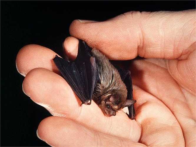 Dơi mũi lợn (Bumblebee Bat) sống chủ yếu ở Thái Lan và Myanmar đang bên bờ tuyệt chủng. Chúng chỉ dài 1,1 inch (2,8 cm) và nặng 2 gram.