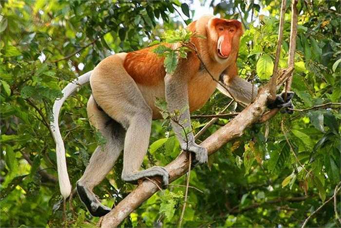 Khỉ mũi vòi (Proboscis Monkey) với chiếc bụng lớn và chiếc mũi dài như vòi voi được tìm thấy rải rác ở đảo Borneo.