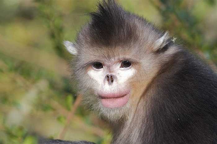 Voọc mũi hếch (Snub Nosed Monkey) được tìm thấy chủ yếu ở ở các khu rừng châu Á.