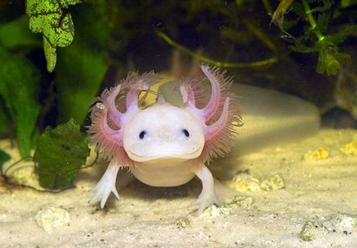 Kỳ giông Mexico (Axolotl) thuộc hàng động vật hiếm có trên thế giới. Người ta đã không tìm thấy bất cứ sinh vật nào từ năm 2013.