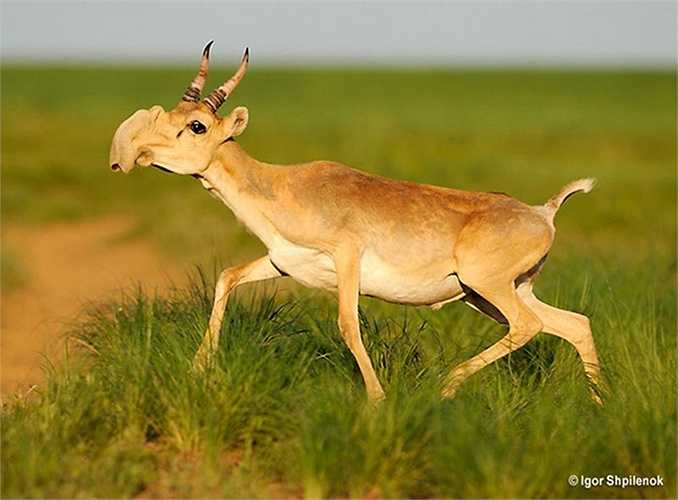 Linh dương Saiga (Saiga Antelope) sống ở vùng thảo nguyên Âu – Á đang có nguy cơ tuyệt chủng nghiêm trọng. 
