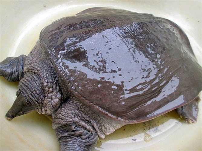 Cua đinh, baba có cùng bộ rùa, tên khoa học là Tryonychidae. Để phân biệt ba ba và cua đinh, người ta thường căn cứ vào màu sắc. Thường ba ba màu sậm hơn và trọng lượng nhỏ hơn cua đinh. 