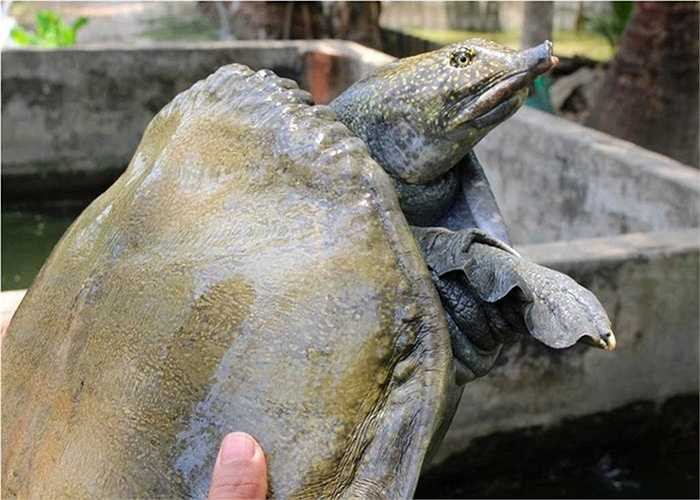 Nhờ việc chăn nuôi cua đinh bán làm kiểng và lấy thịt, nhiều hộ dân ở xã Thạnh Xuân, H.Châu Thành A, Hậu Giang phất lên nhanh chóng nhờ giá thành phẩm cao, đầu ra ổn định. 