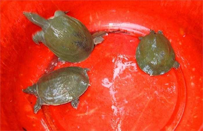 Theo những chủ hộ nuôi cua đinh thành công, do cua đinh thịt ngon, thị trường tiêu thụ mạnh, giá cao nên nhiều bà con ăn nên làm ra từ nghề này.