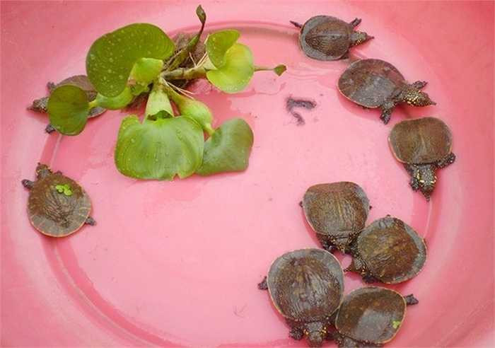 Hàng năm, những chủ hộ nuôi cua đinh cung cấp hàng trăm tấn sản phẩm gồm cua đinh giống và cua thịt cho thị trường khắp các tỉnh thành cả nước và xuất khẩu sang Trung Quốc.