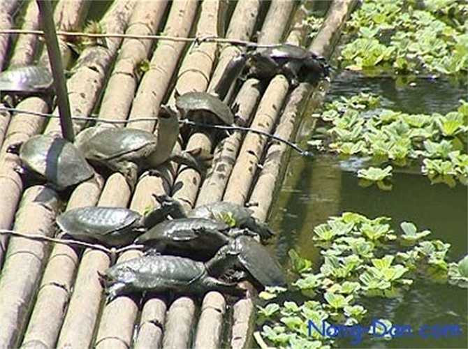 Cua đinh là loài động vật hoang dã thích nghi tốt với môi trường, ăn những loại thức ăn tạp như: cua, ốc, ếch nhái, cá... So với các mô hình nuôi khác, nuôi cua đinh ít tốn công chăm sóc, tỷ lệ hao hụt và mức độ bệnh hạn chế, đặc biệt là đầu ra con giống và thương phẩm luôn ổn định.