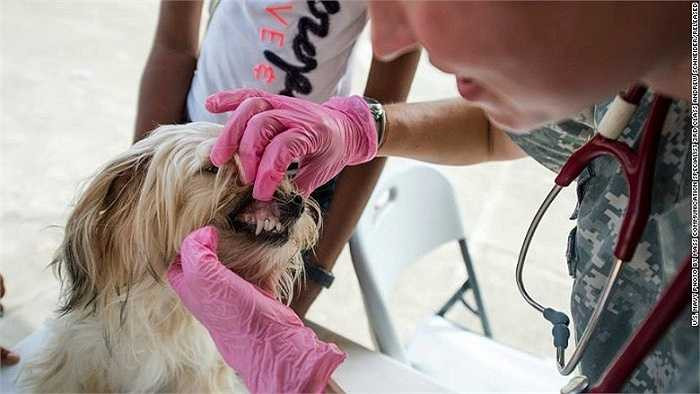 Vật nuôi cũng sẽ được khám chữa bệnh