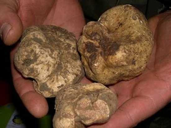 Những món ăn mỗi lần 'động đũa' mất tới cả trăm triệu đồng