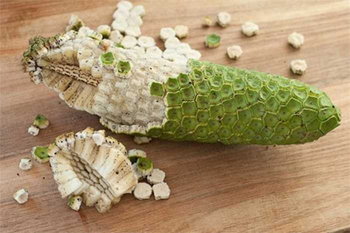 Monstera deliciosa là một loài thực vật có hoa trong họ Ráy, chúng sinh trưởng nhiều ở các vùng Trung Mỹ. Ở nhiều quốc gia thuộc các vùng này, trái cây này có giá trị kinh tế tốt.