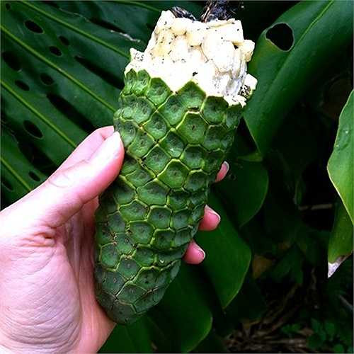 Được mệnh danh là 'quái vật của các loại quả', Monstera deliciosa có độ dài khoảng 30cm với vỏ ngoài bao phủ bởi lớp vỏ với nhiều mắt hình lục giác nhỏ. 