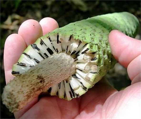 Thịt loại quả độc lạ này có mùi vị và hình dáng, độ kết dính vừa giống chuối và dứa. 