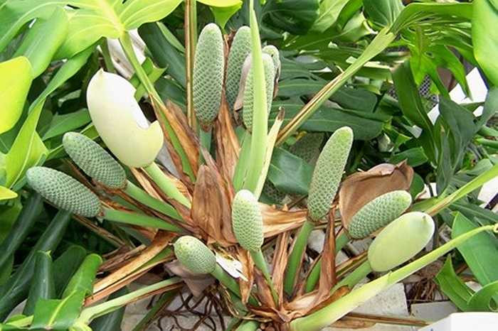 Quả hình bắp này chỉ thật sự an toàn khi đã chín, lớp vỏ bên ngoài tự vỡ vụn để lộ phần thịt trắng bên trong. Khi chưa chín, Monstera deliciosa chứa axit Oxalic, có thể gây ngứa rát, đau đớn, sưng tấy phồng rộp cho vùng da tiếp xúc phải.