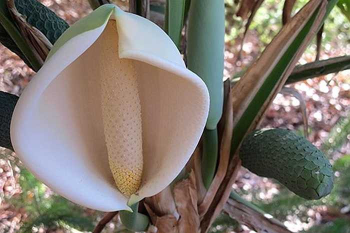 Ngoài hình dáng quả độc, lạ, cây cũng cho hoa đẹp mắt để làm đẹp không gian sống. Tuy nhiên, với những cây thường để trong nhà lâu ngày, tỉ lệ ra hoa sẽ ít hơn trồng ở sân vườn.