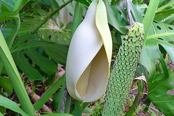 Những bông hoa lạ mắt, có kích thước từ 20,3-30,5 cm, màu trắng kem, mùi thơm dịu. Trái Monstera deliciosa nằm bên trong cánh hoa giống hệt một bắp ngô non.