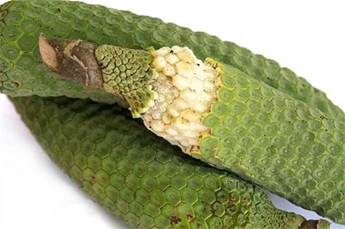 Cây cho trái phát triển tốt nhất ở nhiệt độ 20-24 độ C khi ở trong nhà