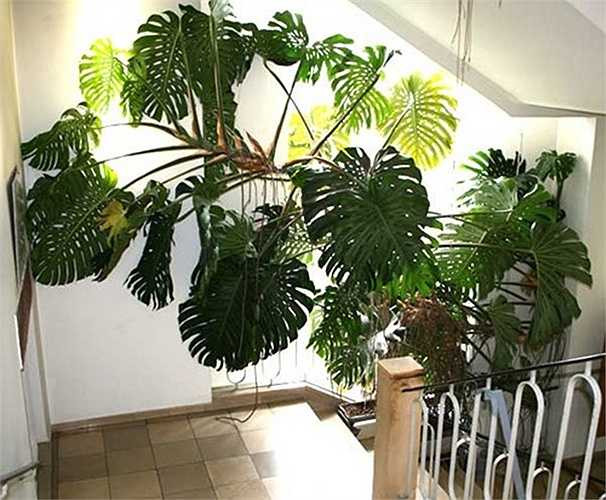 Khảo sát trên các trang mạng online như amazon.com, gardenweb.com, cây Monstera deliciosa bán với giá 6 USD -8 USD (130.000 -175.000 đồng, tùy vào độ tuổi của cây). Giá vận chuyển, đặt hàng cần cộng thêm 8-9 USD (175.000 -195.000 đồng).
