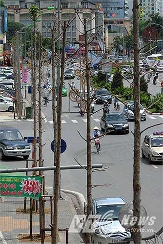 Dọc theo tuyến đường Nguyễn Chí Thanh hàng cây gỗ mỡ vừa được trồng thay thế hàng cây cổ thụ trước đây nay đang trong tình trạng chết khô.