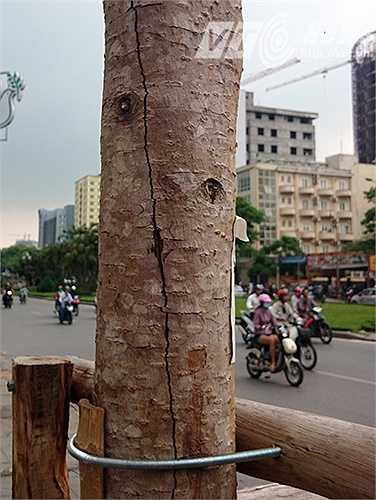 Nhiều thân cây ở trên con đường này xuất hiện những vết nứt dài, những cây khác bị bong tróc vỏ, chết khô và hầu như không ra lá.