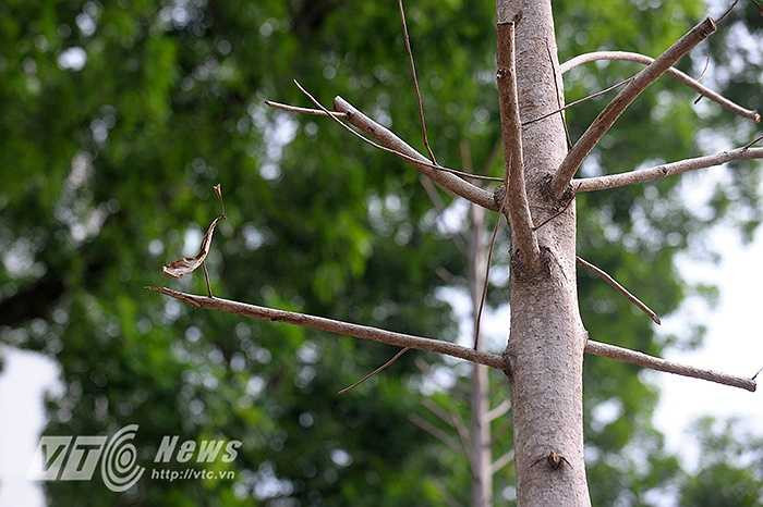 Nhiều cây vừa mọc chồi non đã bị héo khô.