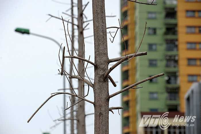 Những cành cây khô héo, không mọc nổi dù chỉ một chiếc lá.