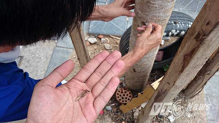 Những thân cây dường như đã chết, chỉ cần dùng tay cũng có thể cậy bỏ lớp vỏ khô héo.