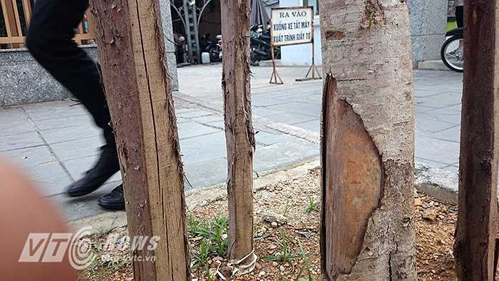 Những thân cây dường như đã chết, chỉ cần dùng tay cũng có thể cậy bỏ lớp vỏ khô héo.