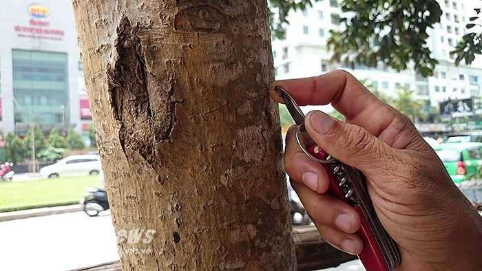 Một vài người xe ôm trên đường Nguyễn Chí Thanh còn bức xúc, lấy dao khía nhẹ vào vỏ những thân cây mỡ thì lộ ra cây đã chết khô tới tận trong lõi.
