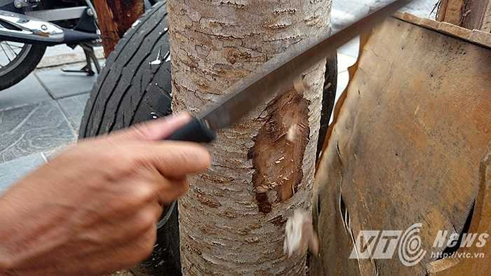 Chú Hà (38 tuổi, hành nghề xe ôm trên đường Nguyễn Chí Thanh) còn bức xúc cho biết: ‘Tôi ngồi ngoài đường suốt cả ngày mà suốt mấy tháng nay chưa một lần thấy đơn vị nào đến tưới bón hay chăm sóc gì cho những cây này cả.’
