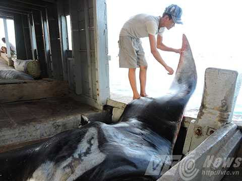 cá khủng, đuối nạng, ngư dân, Lý Sơn, Quảng Ngãi