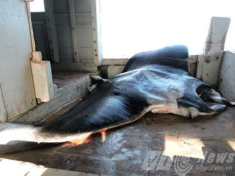 cá khủng, đuối nạng, ngư dân, Lý Sơn, Quảng Ngãi
