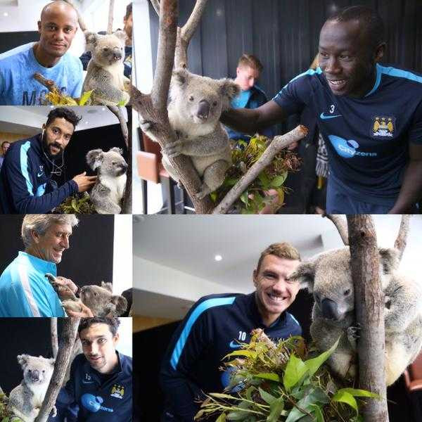 Cầu thủ Man City chụp hình với chú Kaola đáng yêu tại Úc