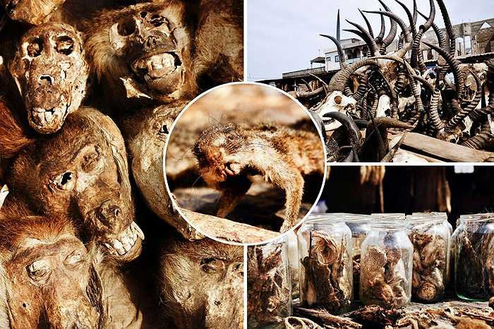 Đất nước nhỏ bé Togo, vùng đất phía tây Châu Phi, bao đời nay vẫn duy trì tập tục hiến tế động vật cho các vị thần trong các buổi lễ. 