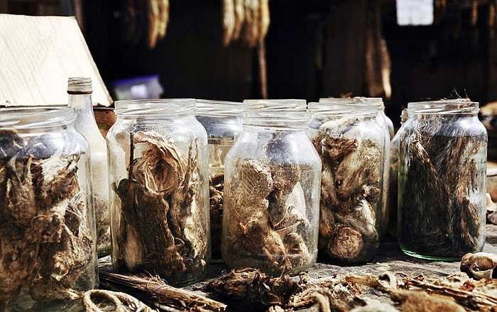 Năm 1853, dịch sốt đã lấy đi hàng ngàn mạng người, giới y khoa còn bất lực trong việc cứu chữa người dân, vậy mà bàn tay thần kỳ của Laveau đã cứu giúp nhiều người thoát chết.