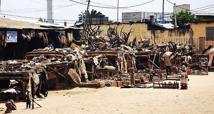 Bà đã dùng thủ thuật tà giáo, cúng tế đầy màu sắc ma quái, đẫm máu của các con vật... Laveau cho rằng các vị thần phải sử dụng rất nhiều năng lượng để giao cảm với con người.