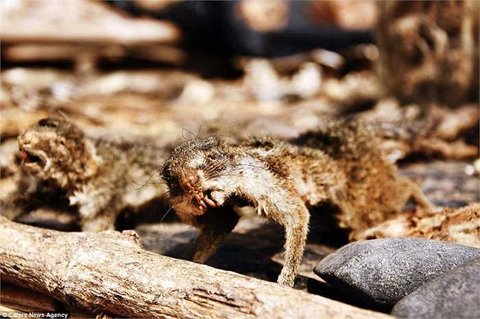 Khu chợ không chỉ là nơi bán mà còn là nơi thu mua xác, đầu của các con thú với giá khá cao.