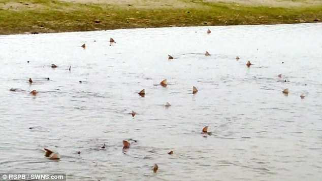 Kinh ngạc hình ảnh 50 con cá mập 'bủa vây' bờ biển nước Anh