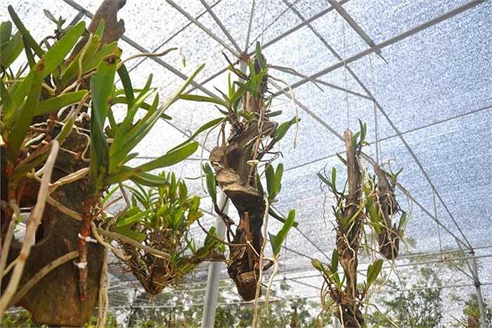 …với gần 100 loài lan rừng quý, hiếm khác nhau trị giá lên đến gần 2 tỷ đồng.