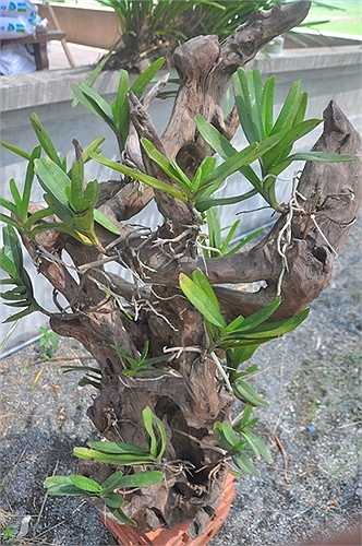 Các giò lan được kết trên gỗ lũa cổ thụ tự nhiên rất đẹp, trị giá từ 10 đến trên 20 triệu đồng/giò.