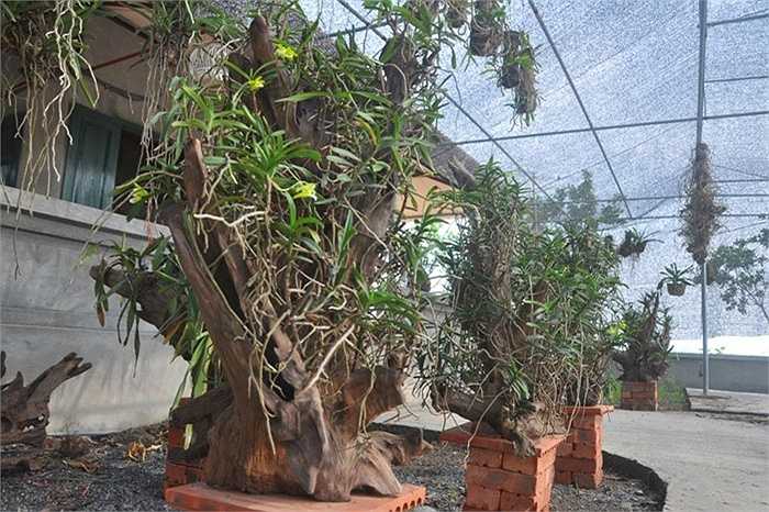 Thầy Cường cho biết, việc kết lan rừng vào gỗ lũa cổ thụ không chỉ làm tăng thêm giá trị của lan mà tuổi thọ của các loài lan cũng sẽ được lâu hơn so với dùng các loại gỗ khác như nhãn, mít…