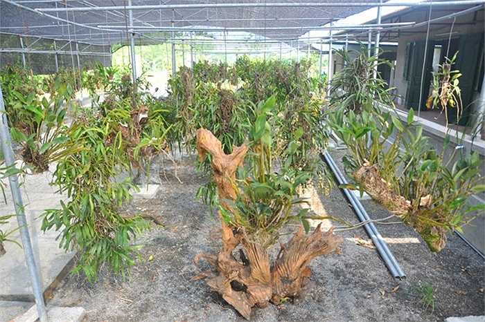 Hoa dòng lan Phi Điệp đốt xương quý, hiếm trị giá hàng triệu đồng/nhành có nét đẹp riêng.