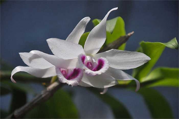 Hoa dòng lan Phi Điệp đốt xương quý, hiếm trị giá hàng triệu đồng/nhành có nét đẹp riêng.