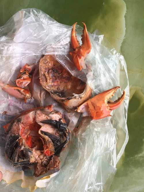 Xuất hiện cua chứa vật thể lạ ở Hà Tĩnh